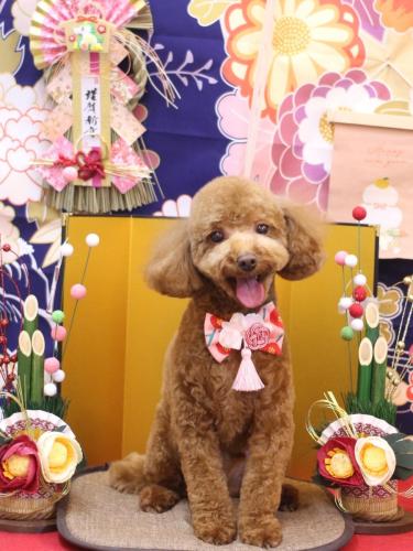 20240114マロンくん